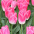 Tulipa 'Dynasty'