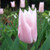 Tulipa 'Elegant Lady'