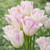 Tulipa 'Emilie'