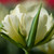 Tulipa 'Exotic Emperor'