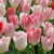 Tulipa 'Flaming Purissima'