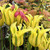 Tulipa 'Formosa'