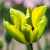 Tulipa 'Formosa'