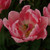 Tulipa 'Foxtrot'