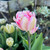 Tulipa 'Foxtrot'