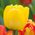 Tulipa 'Golden Apeldoorn'