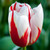 Tulipa 'Happy Generation'