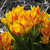 Tulipa heweri