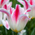 Tulipa 'Holland Chic'