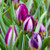 Tulipa humilis 'Persian Pearl'