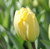 Tulipa 'Ivory Floradale'