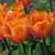 Tulipa 'Jimmy'