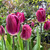 Tulipa 'Kansas Proud'