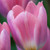 Tulipa 'Light and Dreamy'