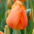 Tulipa 'Lighting Sun'