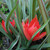 Tulipa linifolia