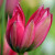 Tulipa 'Little Beauty'