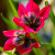 Tulipa 'Little Beauty'