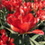 Tulipa 'Love Valley'