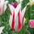 Tulipa 'Marilyn'