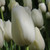 Tulipa 'Maureen'