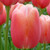 Tulipa 'Menton'