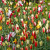 Tulipa Mixed Clusiana Varieties