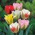 Tulipa Mixed Viridiflora Varieties