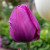Tulipa 'Negrita'