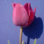 Tulipa 'Negrita'