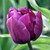 Tulipa 'Negrita Double'
