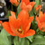 Tulipa 'Orange Emperor'