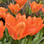 Tulipa 'Orange Emperor'