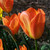 Tulipa 'Orange Emperor'