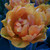 Tulipa 'Orange Princess'