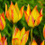 Tulipa orphanidea 'Flava'
