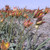 Tulipa orphanidea 'Flava'