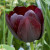 Tulipa 'Paul Scherer'