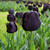 Tulipa 'Paul Scherer'