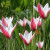 Tulipa 'Peppermintstick'