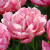 Tulipa 'Pink Star'