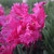 Tulipa 'Power Parrot'