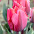 Tulipa 'Pretty Princess'