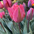 Tulipa 'Pretty Princess'