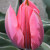 Tulipa 'Pretty Princess'