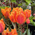 Tulipa 'Princess Irene'