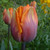 Tulipa 'Princess Irene'