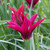 Tulipa 'Purple Doll'