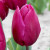 Tulipa 'Purple Prince'