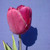 Tulipa 'Purple Prince'
